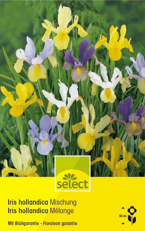 Iris hollandica mélange